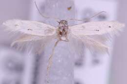 Image of Elachista contaminatella Zeller 1847