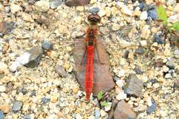 Image de Sympetrum frequens (Selys 1883)