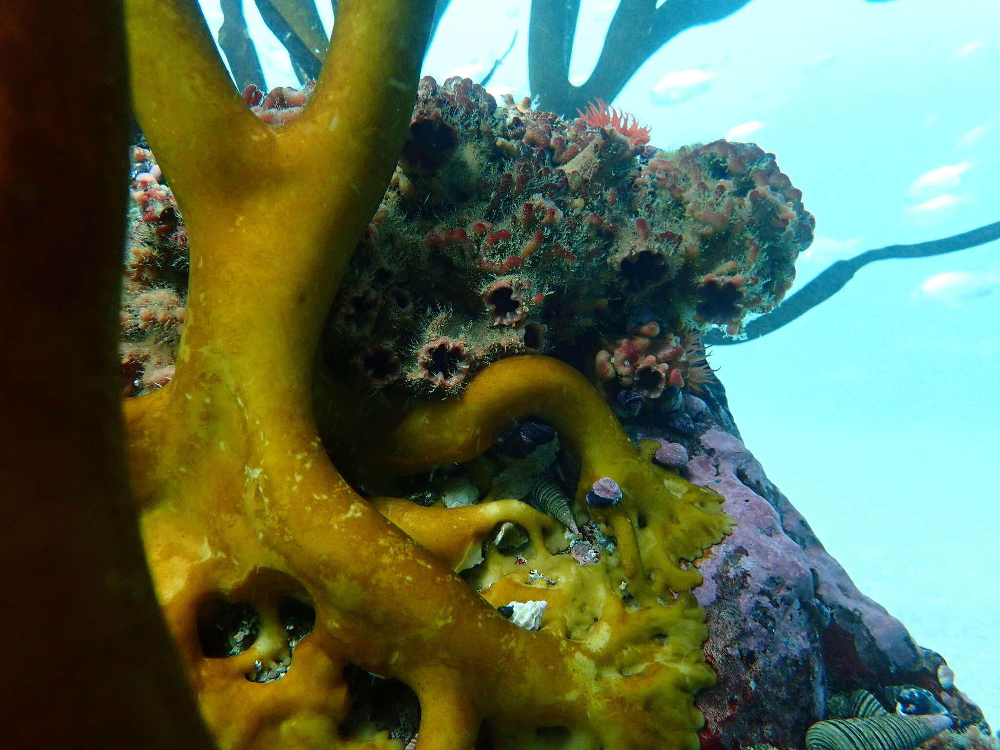 Image of red sea squirt