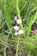 Image of Astragalus austriacus Jacq.