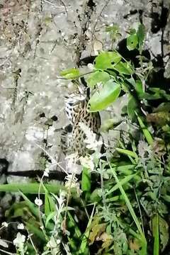 Image of Asian spotted cats