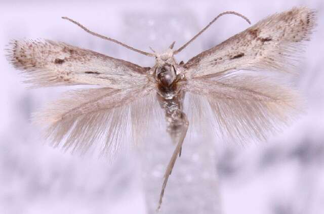 Image of Elachista biatomella Stainton 1848