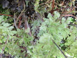 Image de Hymenophyllum pulcherrimum Col.