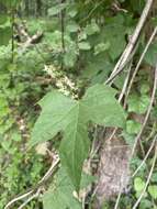 Image de Calycocarpum lyonii (Pursh) Nutt. ex A. Gray