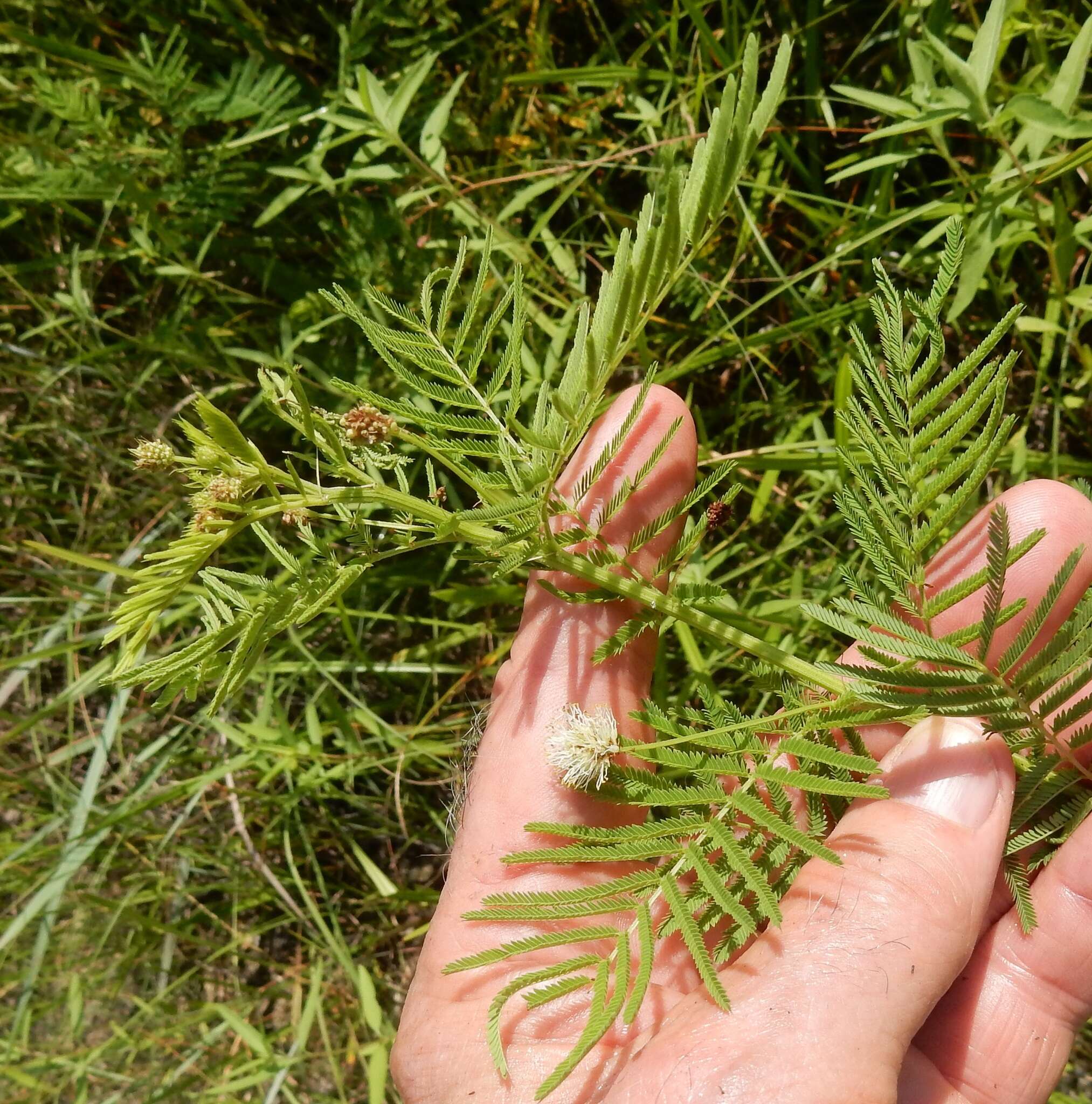 Image of Illinois bundleflower