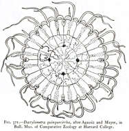 Image of Atlantic sea nettle