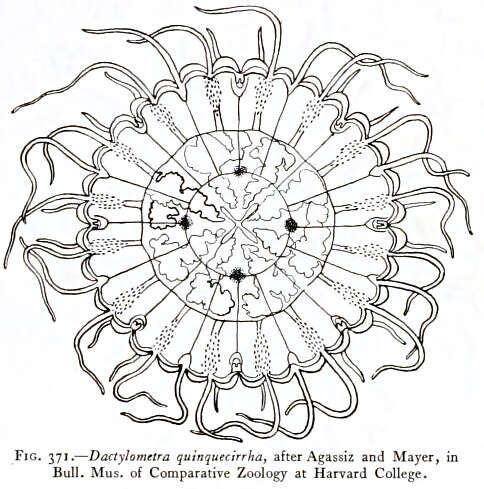 Image of Atlantic sea nettle