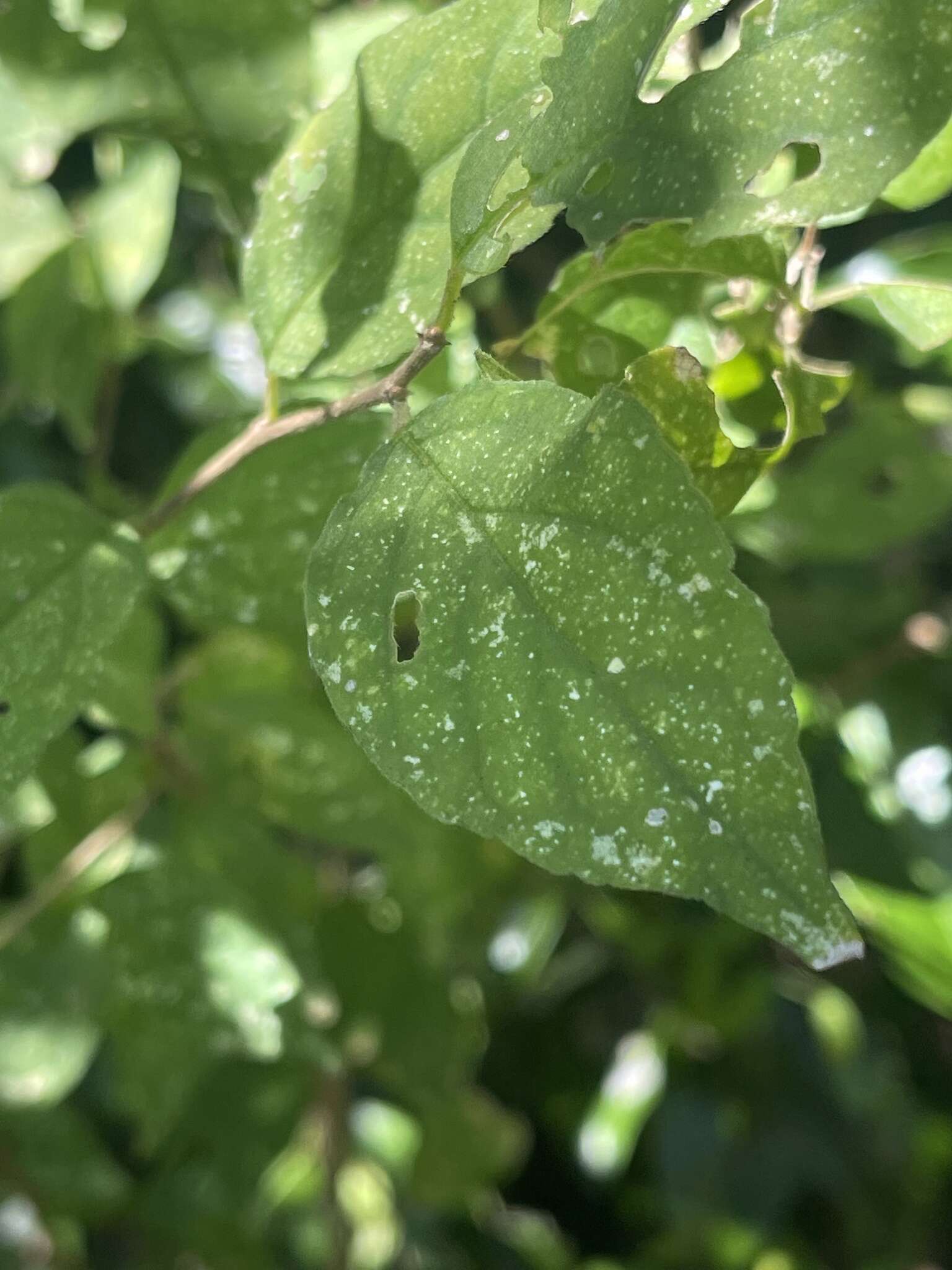 Erythrococca menyharthii (Pax) Prain resmi