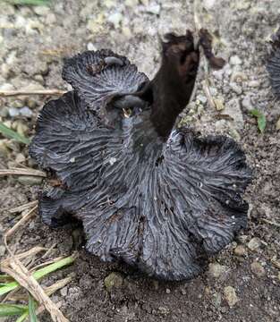 Image of Craterellus venosus R. H. Petersen 1975