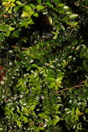 Image of box-leaf honeysuckle