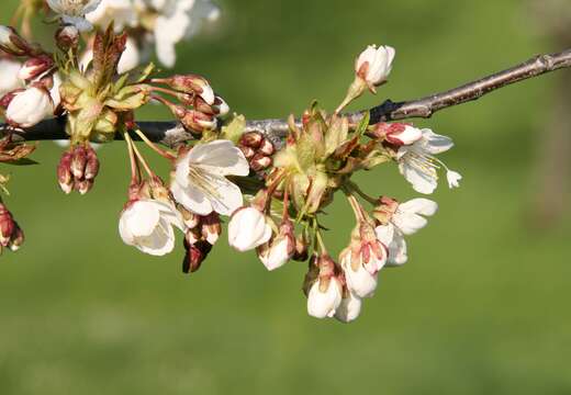 Image of gean, wild cherry