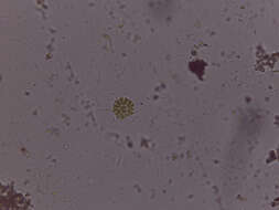 صورة Stauridium