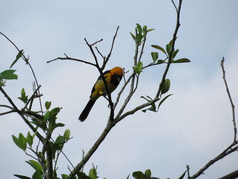 Icterus auricapillus Cassin 1848 resmi