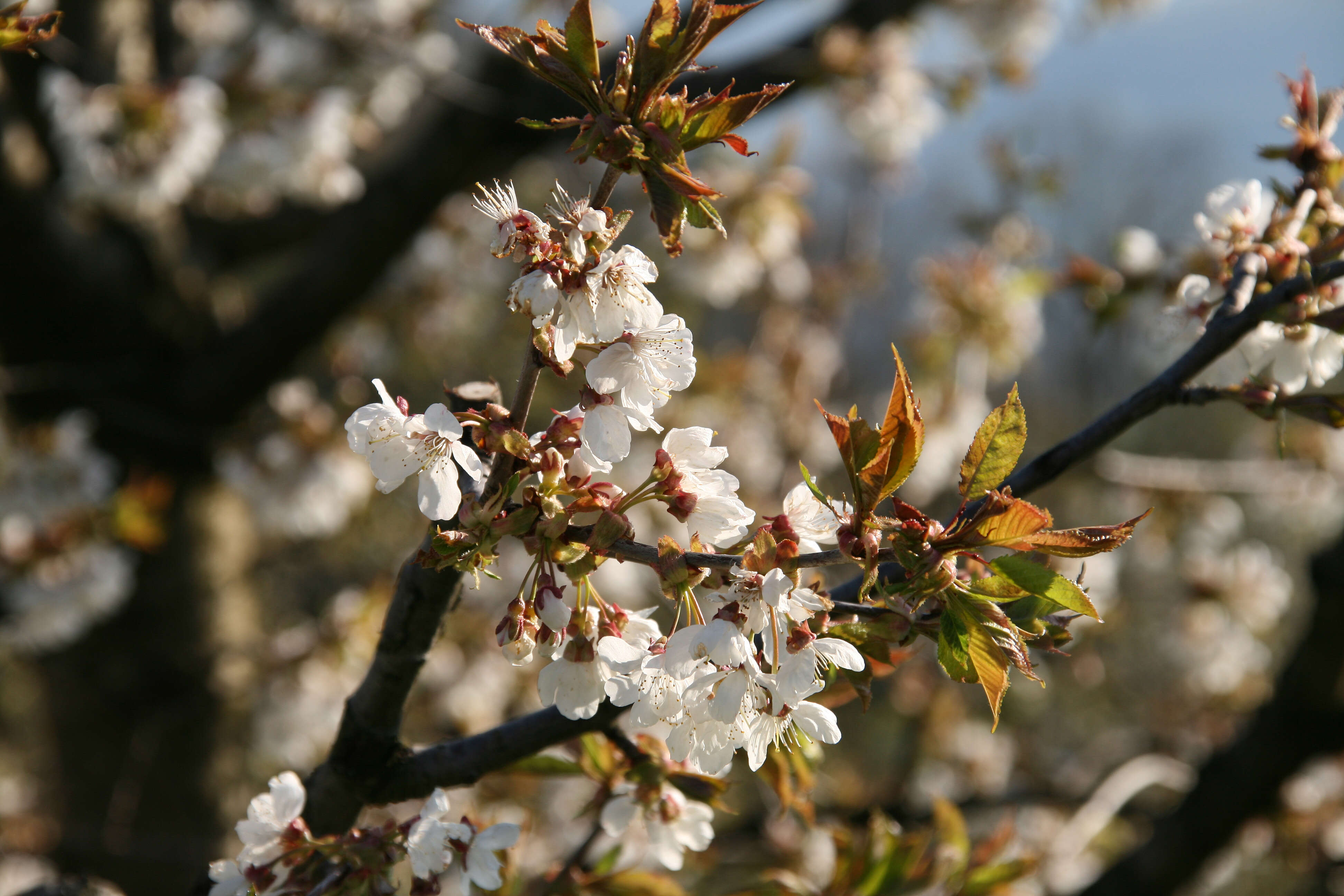 Image of gean, wild cherry