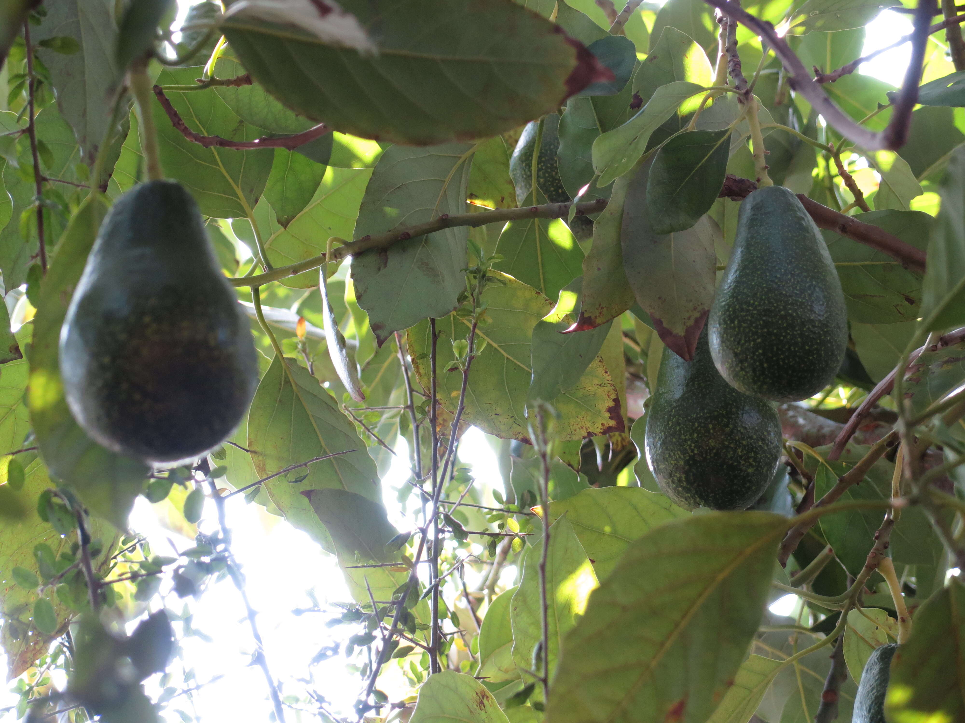 Image of avocado