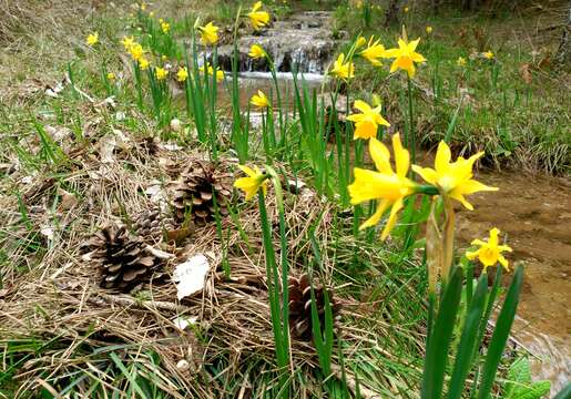 Image of Narcissus pseudonarcissus subsp. major (Curtis) Baker