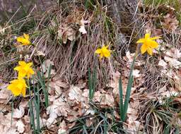 Image of Narcissus pseudonarcissus subsp. major (Curtis) Baker