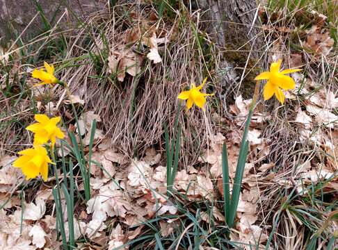 Image of Narcissus pseudonarcissus subsp. major (Curtis) Baker