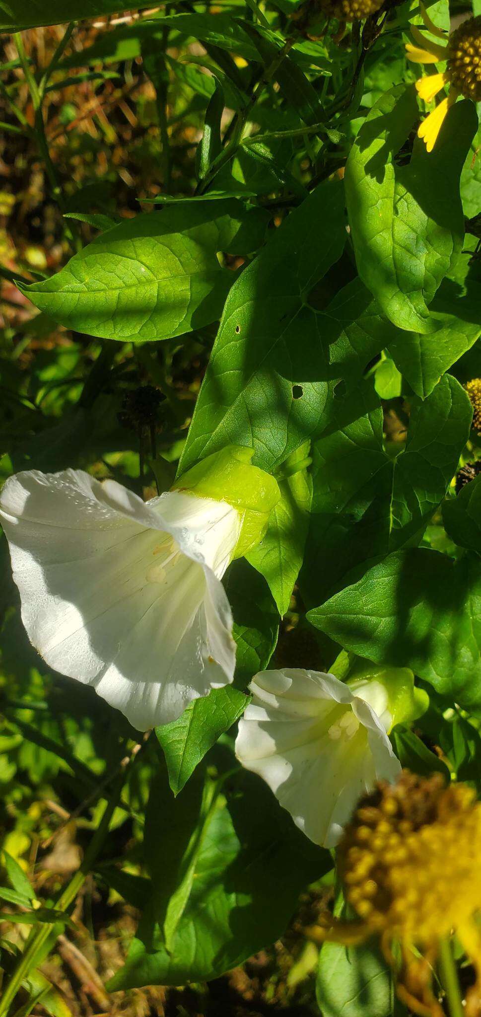 Image de Calystegia silvatica subsp. fraterniflora (Mackenzie & Bush) R. K. Brummitt