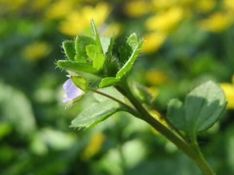 Image of ivy-leaved speedwell