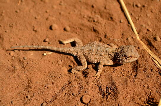 Image of Peters' ground agama