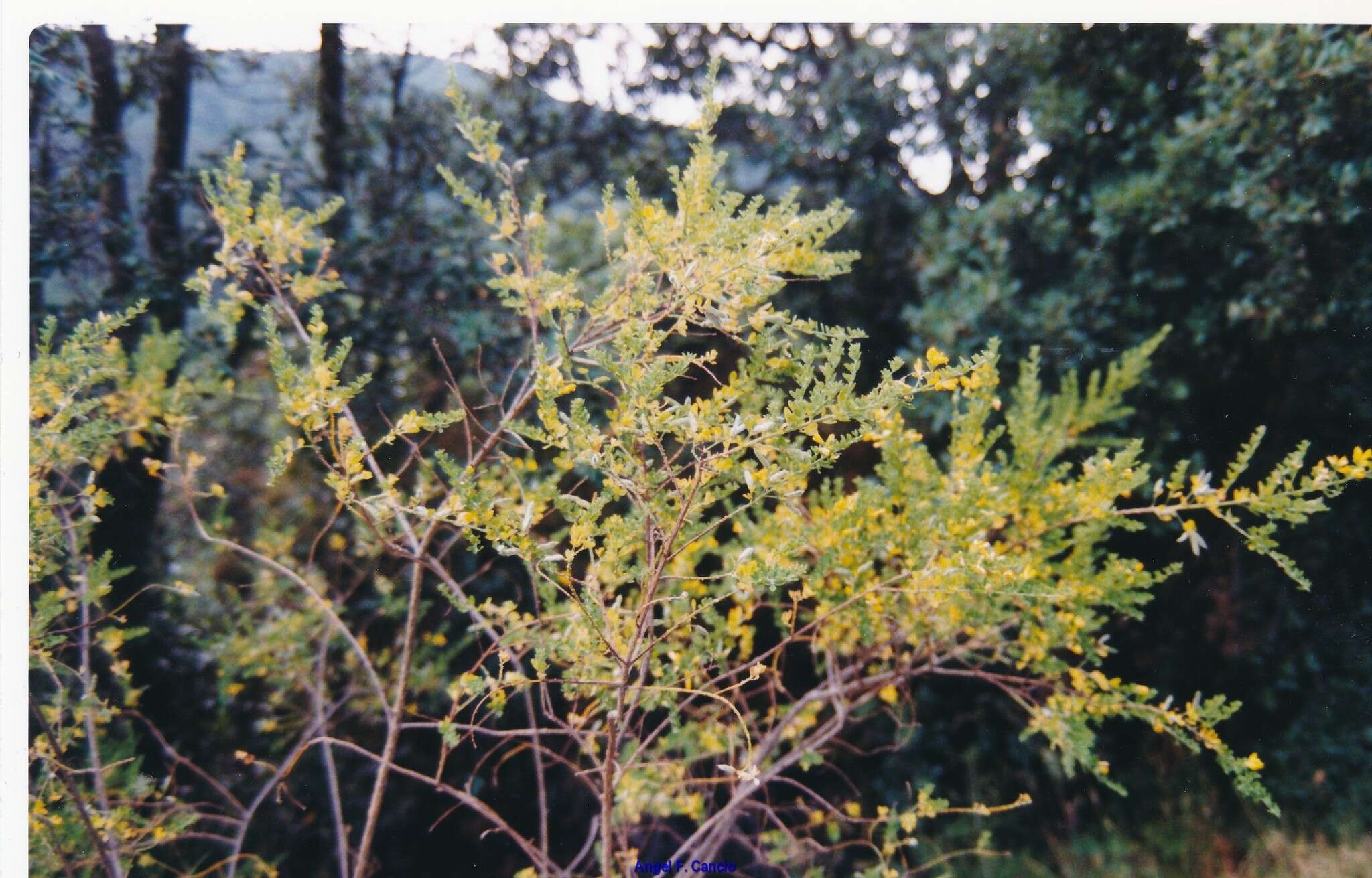 Image of Cytisus arboreus (Desf.) DC.