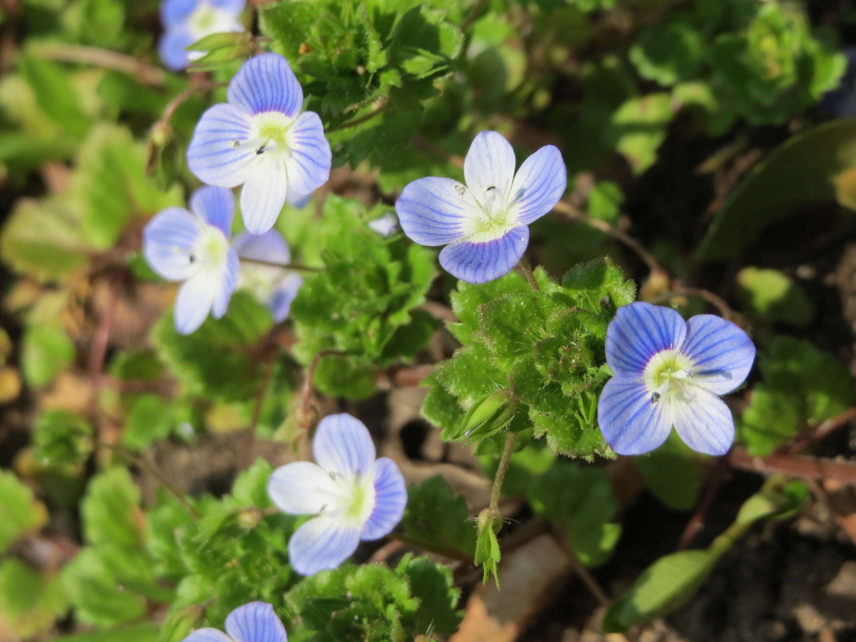 Image of birdeye speedwell