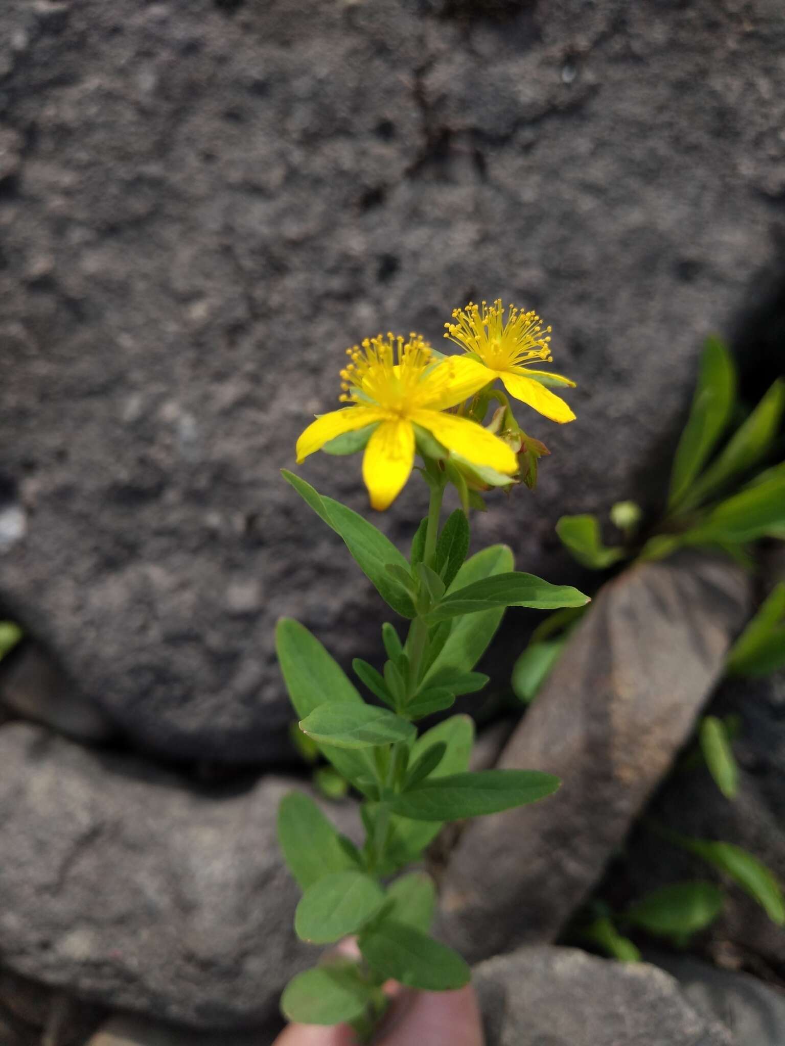 Image de Hypericum ellipticum Hook.