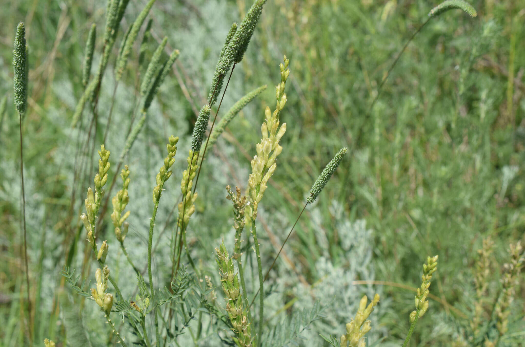 Imagem de Astragalus asper Jacq.