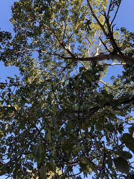 Imagem de Ficus racemosa L.