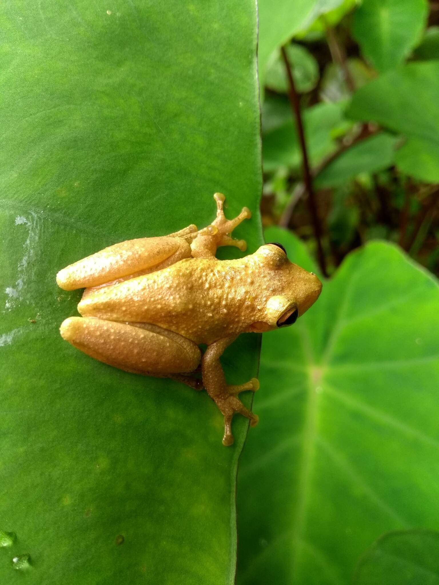 Image of Scinax perereca Pombal, Haddad & Kasahara 1995