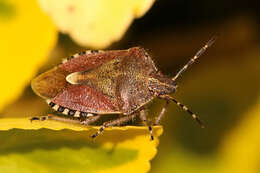 Image of sloe bug