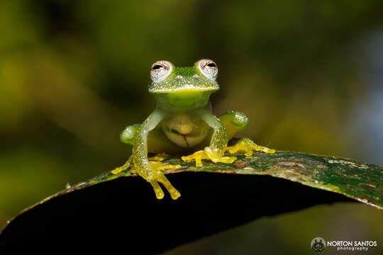 Image of Humboldt's Glass Frog