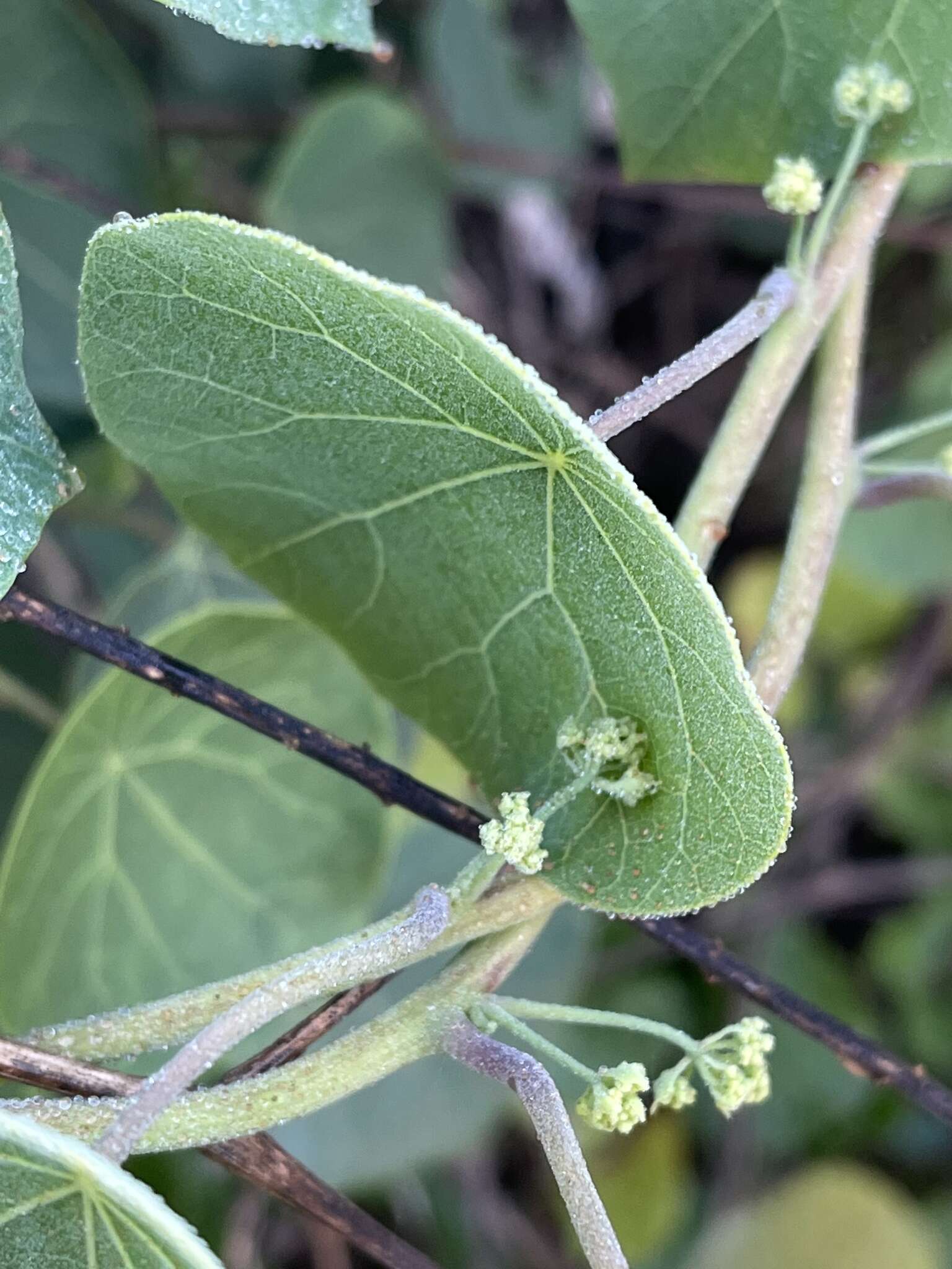 Image of Stephania abyssinica var. tomentella (Oliv.) Diels