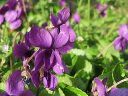 Image of sweet violet