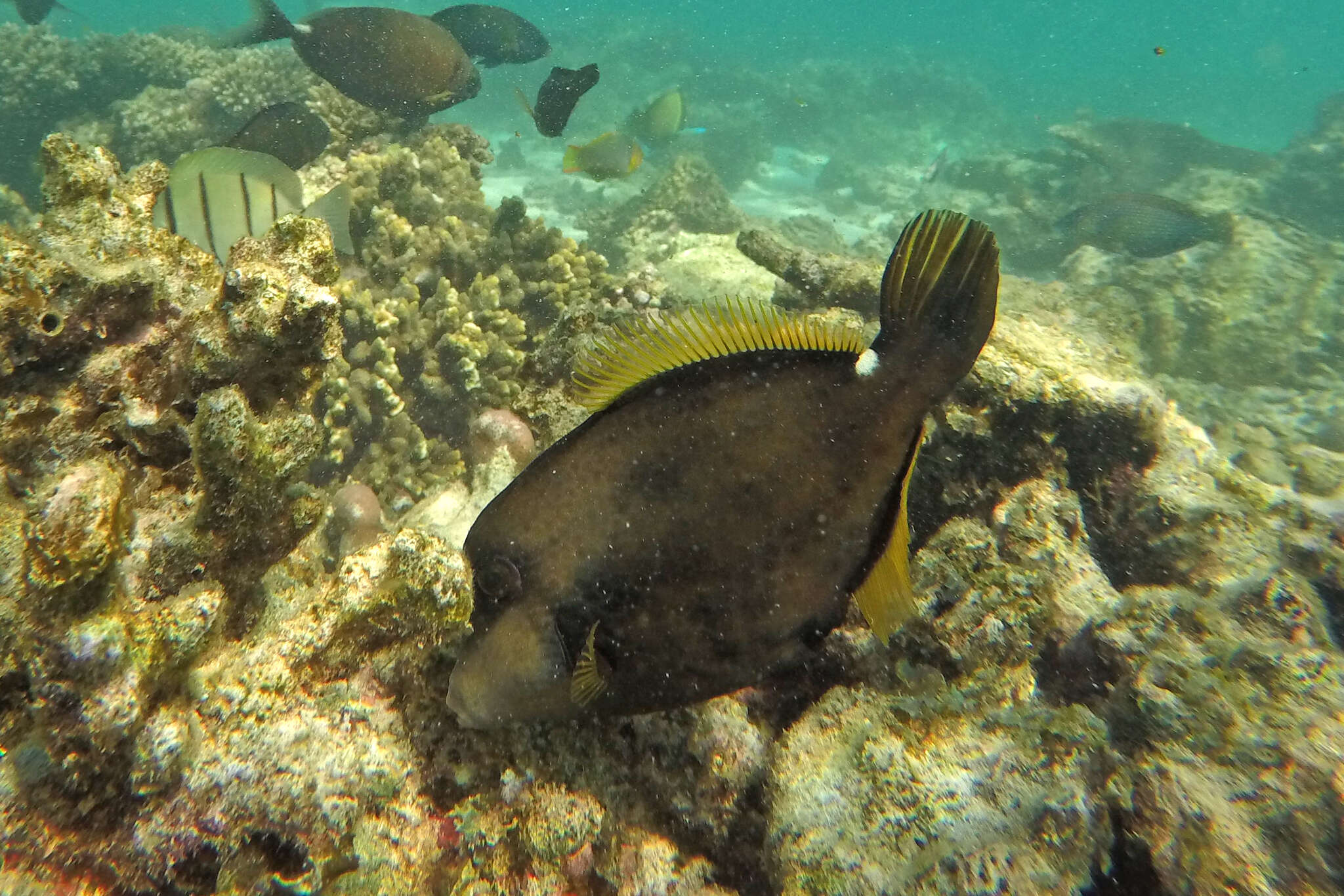 Image of Honeycomb Filefish