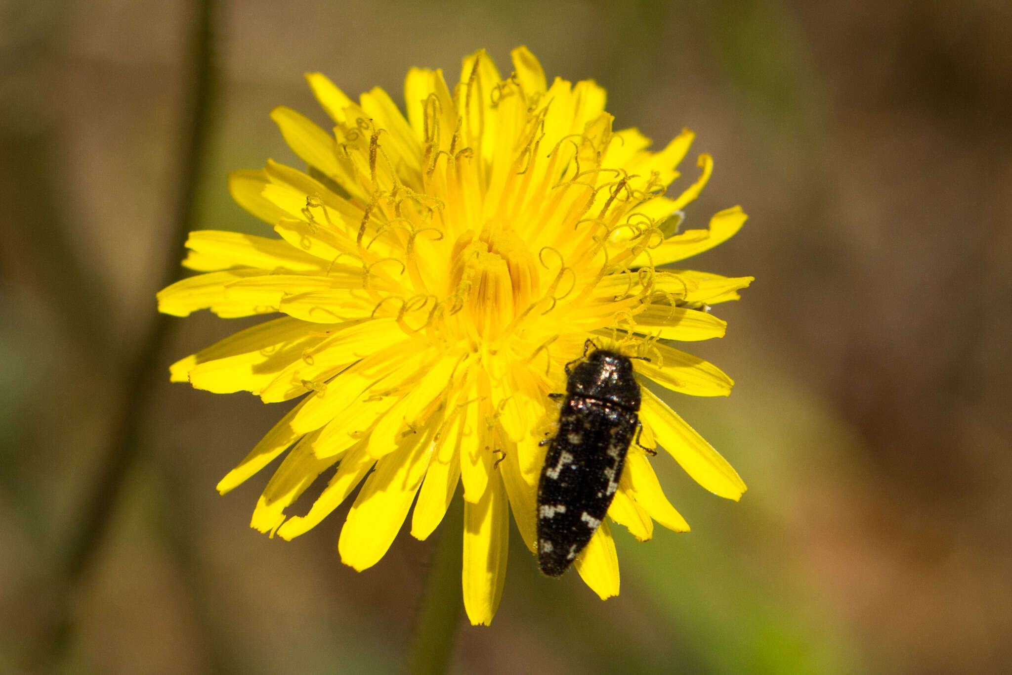 Image of Acmaeodera connexa Le Conte 1859