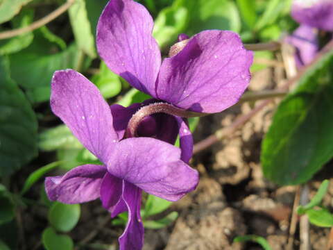 Image of sweet violet