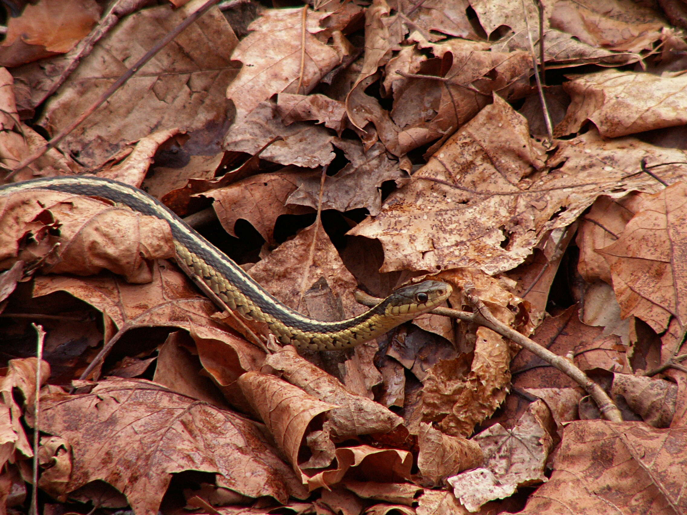 Image of Common Garter Snake