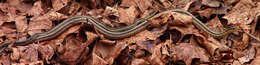 Image of Common Garter Snake