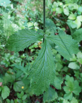 Image of Geum meinshausenii Gams.