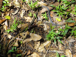 Image of Dendrelaphis caudolineatus (Gray 1834)