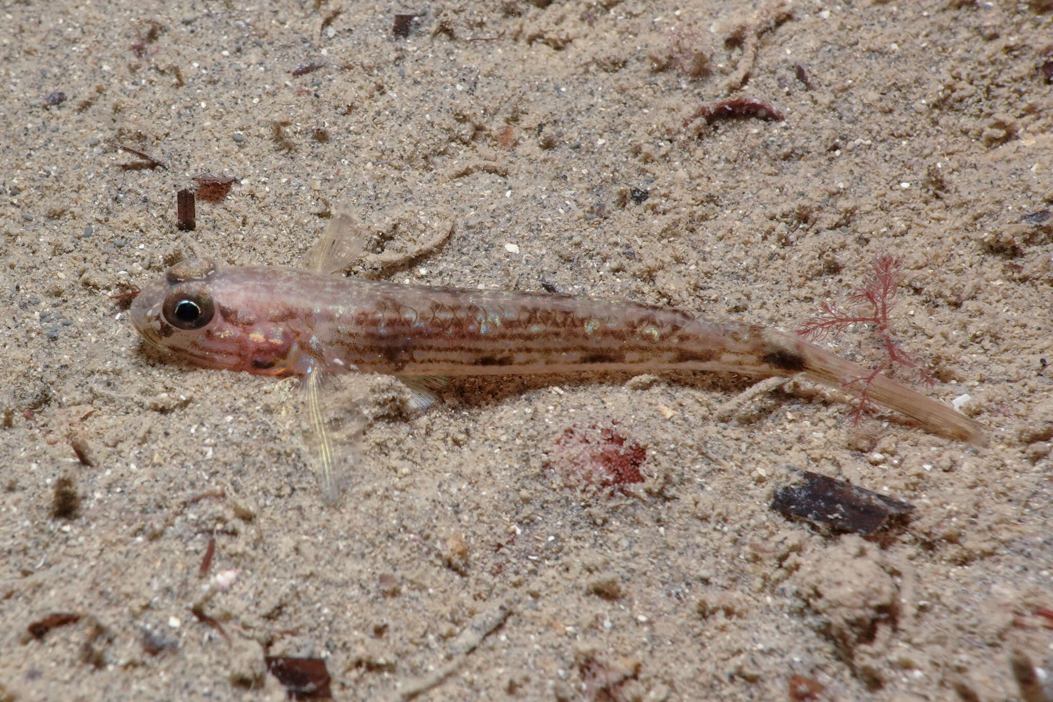 Image of Striped sandgoby