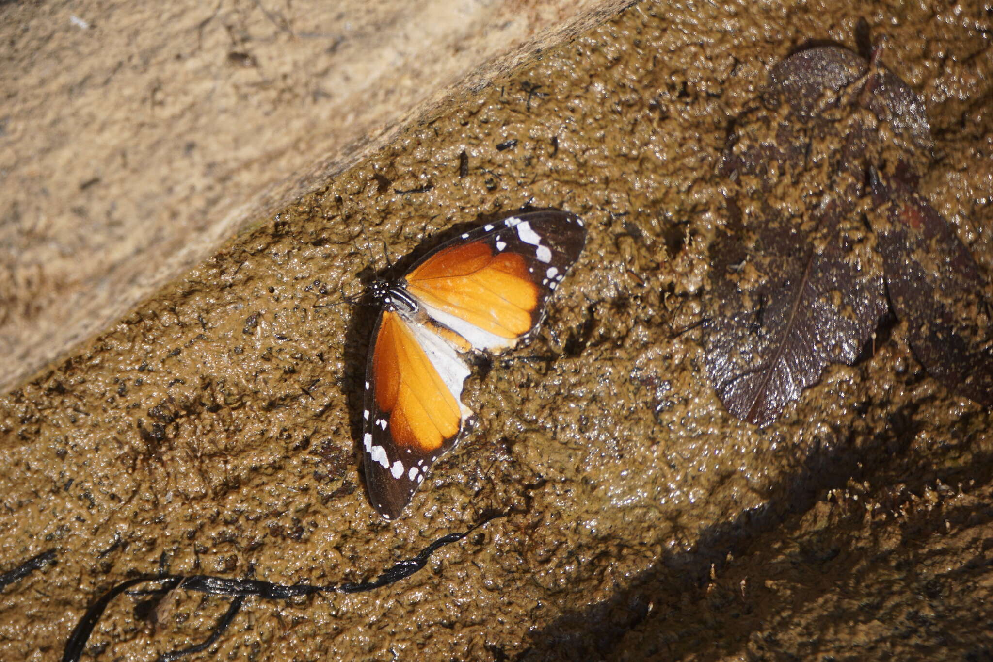 Image of Danaus (Anosia) chrysippus subsp. alcippus Cramer 1777