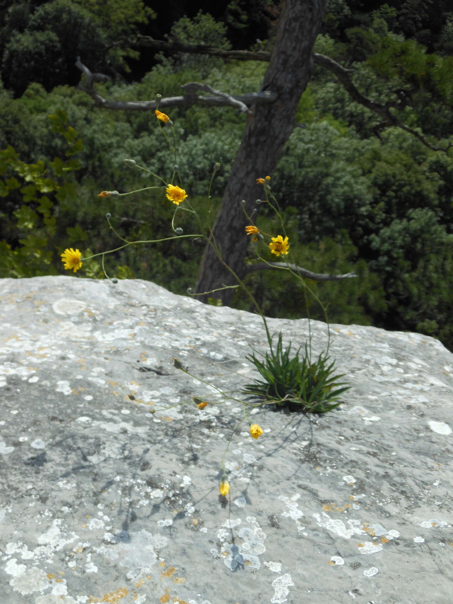 صورة Hieracium glaucum All.