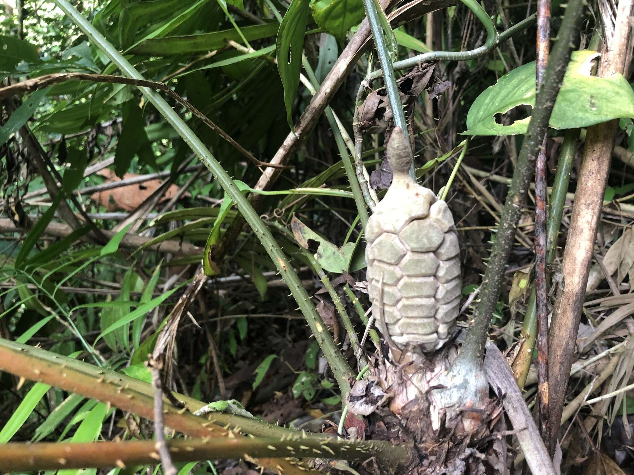 Image of Zamia fairchildiana L. D. Gómez