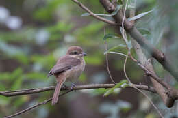 Image of Brown Shrike