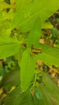 Image of Lesser St. John's-Wort