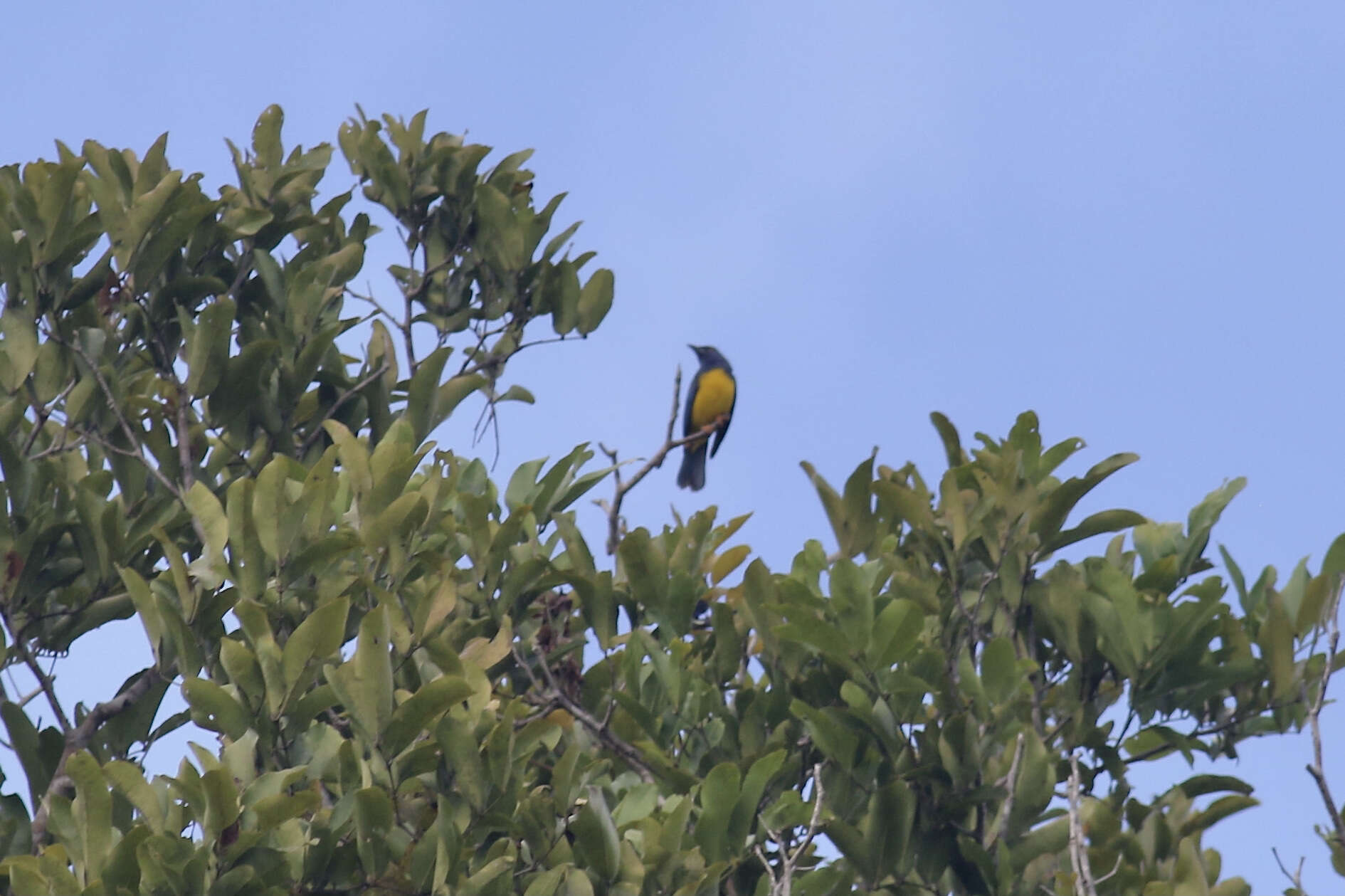 Image of Cyanicterus Bonaparte 1850