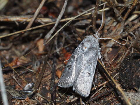 Image of Cryptophasa atecmarta Turner 1917